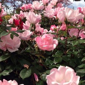 Meet your Posher, Amina